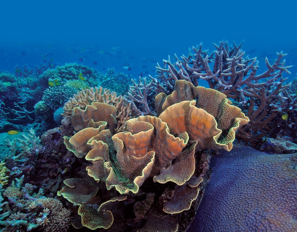 An area of high coral cover on the Far North Great Barrier Reef - Eric G Matson © Australian Institute of Marine Science (AIMS) http://www.aims.gov.au/creefs